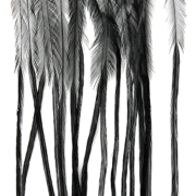 Whiting 100 Pack – Black Size 10